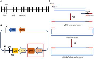 Efficiency Optimization of CRISPR/Cas9-Mediated Targeted Mutagenesis in Grape